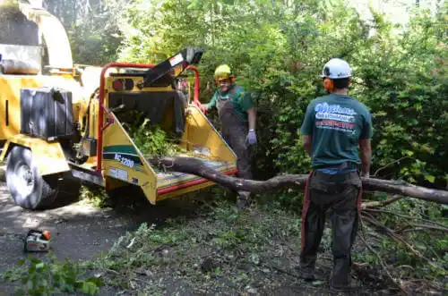 tree services Olympia Fields